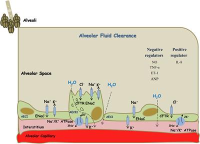 Involvement of Cytokines in the Pathogenesis of Salt and Water Imbalance in Congestive Heart Failure